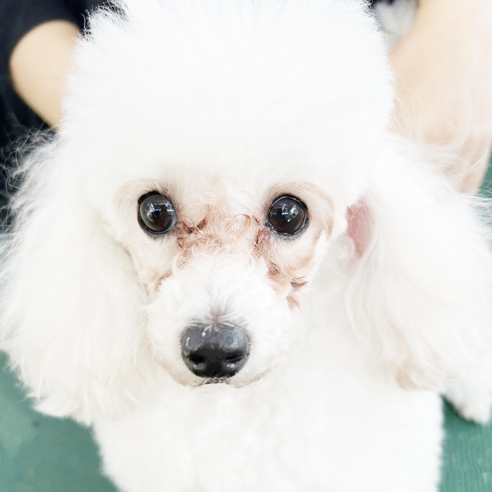 生徒が撮影したモデル犬③